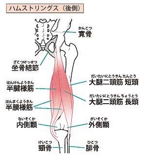 ハムストリングストレッチ