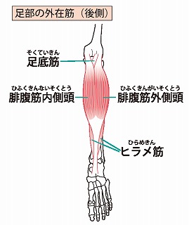 腓腹筋ヒラメ筋ストレッチ