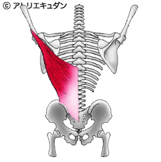 広背筋ストレッチ