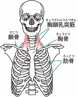 胸鎖乳突筋ストレッチ